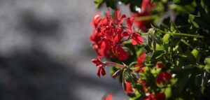 pelargonium sidoides